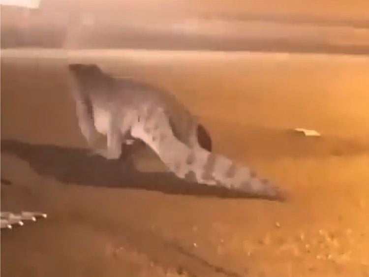 crocodile 