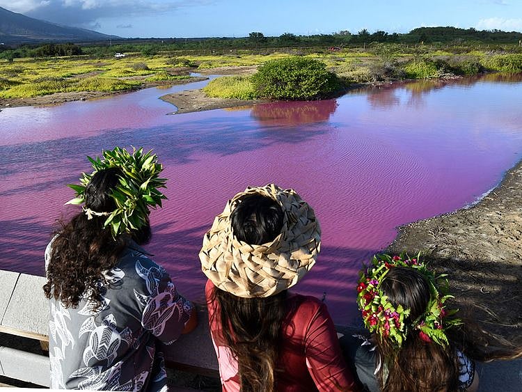 Hawaii-Pink_Pond_70341--bc9c1-(Read-Only)