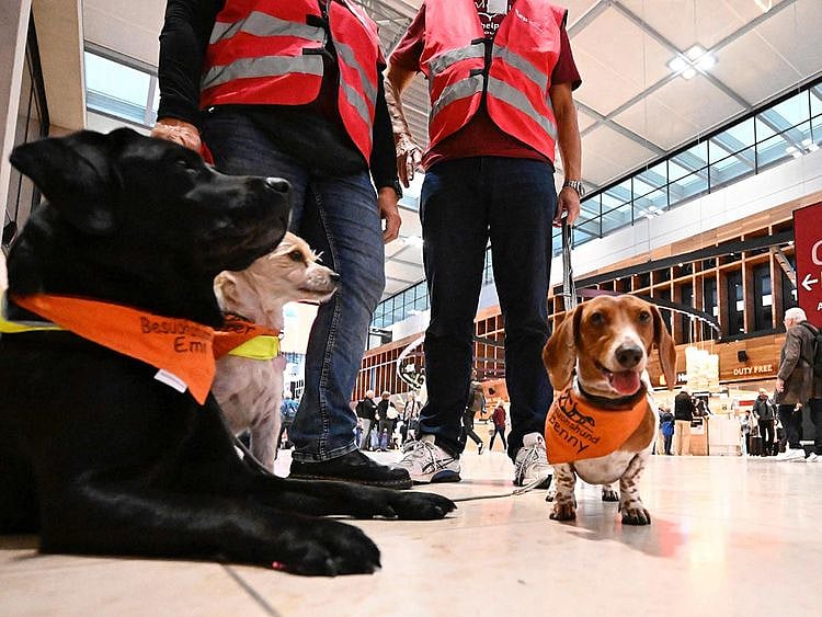 Comfort Dogs (from left) black Labrador Retriever Emi, Terrier Mix Pepper, and Dachshund Benny are pictured during their mission at the Berlin Brandenburg Airport BER in Schoenefeld, southeast of the German capital Berlin. 