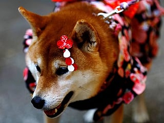 Dogs don kimonos, receive blessings in place of children in aging Japan 
