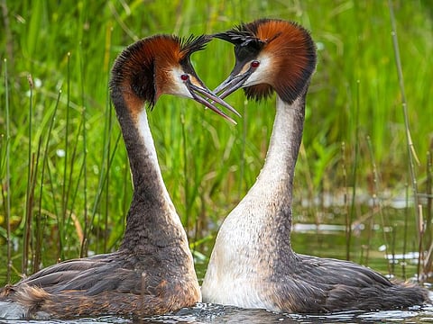 A pair of Australasian crested grebes, known in New Zealand by its Maori name "puteketeke", on Lake Alexandrina in MacKenzie Country, New Zealand's South Island..