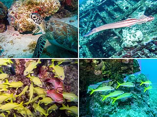 Photos: Divers explore fascinating reefs and shipwrecks in Aruba