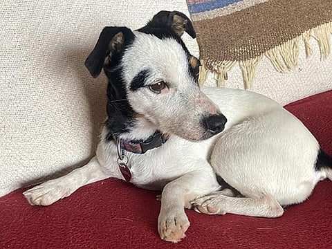This image provided by Dana Holby shows her Jack Russell terrier Finney on Thursday, November 16, 2023, in Pagosa Springs, Colorado. The faithful dog survived after spending more than 10 weeks by the side of her owner, Rich Moore, who died of hypothermia while hiking in the Colorado mountains.  