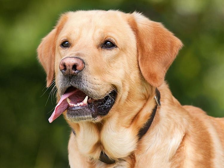 South Korea to ban eating dogs