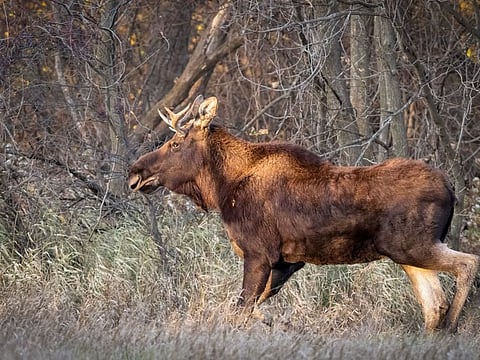 In this photo provided by Bernie Stang, a moose, named Rutt, or Bullwinkle by admirers, roams through Meeker County, Minn., Oct. 29, 2023.  
