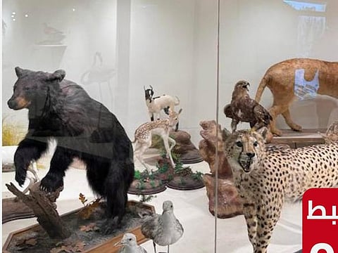  Under Saudi law, displaying products related to wildlife creatures without a, or if they come from an unknown origin, is an offence punishable by fines of up to SR10,000 per kg depending on the species.