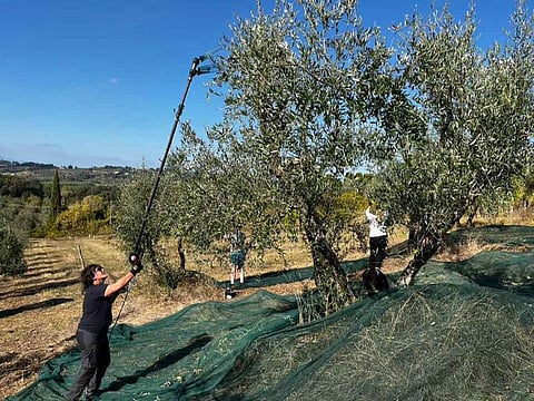 Macchia uses an electric comb to coax olives from a tree. It's about as high-tech as a small producer like her gets. 