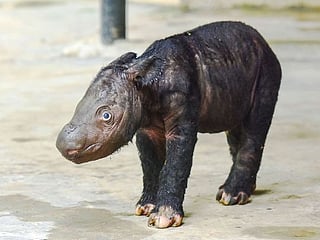 Photos: Critically endangered Sumatran rhino born in Indonesia