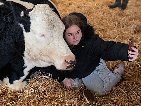 Charleigh Gartell takes part in a 'Cow Cuddling' experience with a small herd of retired dairy cows on Dumble Farm in Arram, near Beverley, north east England.