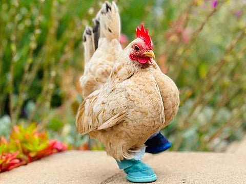 Nubz in Escondido, California, earlier this year. The chicken's owner, Meesh Davignon, gave him shoes after he lost most of his toes. 