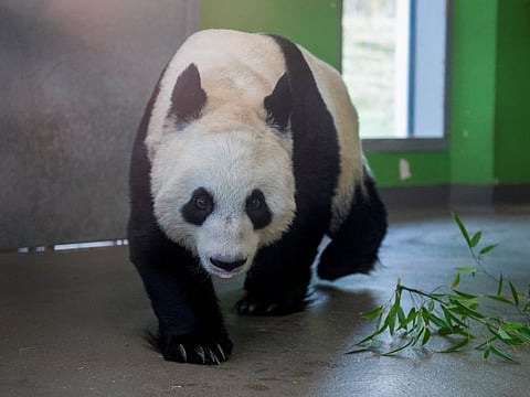 Tian Tian, one of the giant pandas at Edinburgh Zoo, walks in its enclosure, in Edinburgh, on November 29, 2023.  