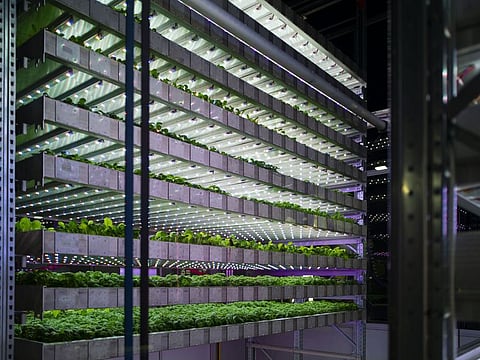 Dubai’s Food Tech Valley on Wednesday signs an agreement at COP28 with ReFarmTM to start construction of ‘GigaFarm’ spanning 900,000 square feet. Photo for illustrative purpose only