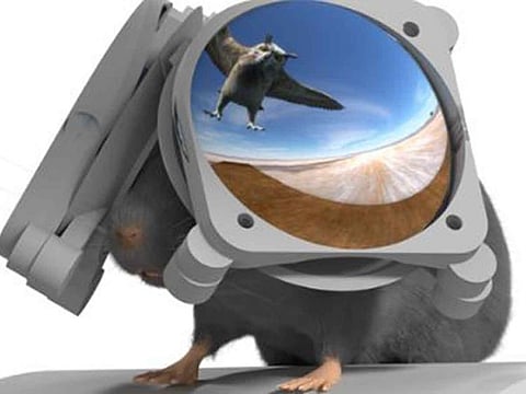 By securing the mouse in place on a treadmill, neurobiologists can utilize tools to view and map the brain as the mouse navigates a virtual space.