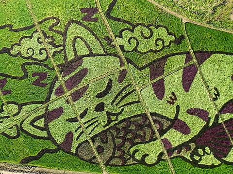 A lively cat image created by Tanyapong Jaikham, a thai farmer and artist, is seen in rice fields in Chiang Rai province, north of Thailand. 
