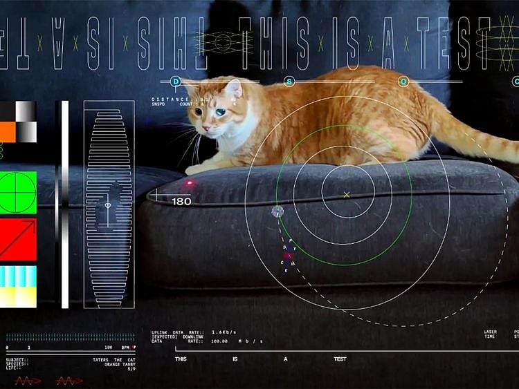 Video: NASA sends high-definition video of a cat from deep space