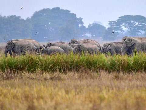 [Illustrative image] A helicopter had located about 10 tusked animals and was attempting to herd them back to the eastern wildlife park they broke out overnight.