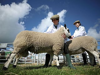 Photos: British teens rear sheep, alpacas, goats and chickens in urban school farm