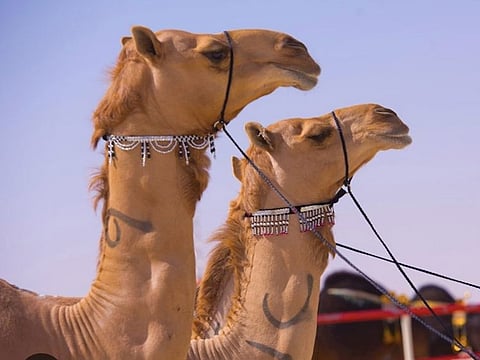 Camel beauty grand finale at Abu Dhabi’s Al Dhafra Festival