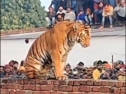 The tiger, reported to be injured, climbed onto a wall as panic ensued in the Athkona village, located nearly 20km from Pilibhit Tiger Reserve forest.