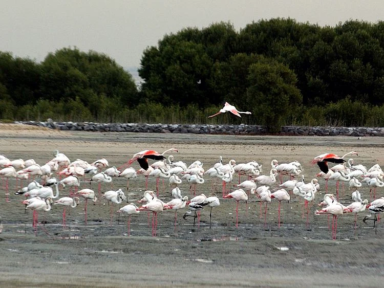 ras-al-khor-wildlife-sanctuary-pic-by-dmo-1704124707082