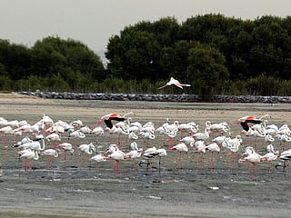 How Dubai thrives as a biodiversity hotspot despite the desert environment