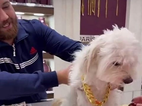 Jewellery store owner adorning 'Coco' with the expensive necklace.