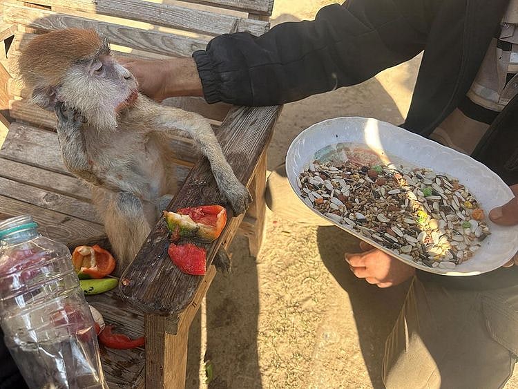 A Palestinian man feeds a monkey at a zoo, in Rafah. 