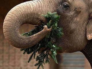 Photos: Unsold Christmas trees are on the menu for elephants and bison at the Berlin Zoo