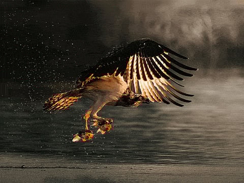 An Arabian hare stands still as two foxes engage in a friendly bout