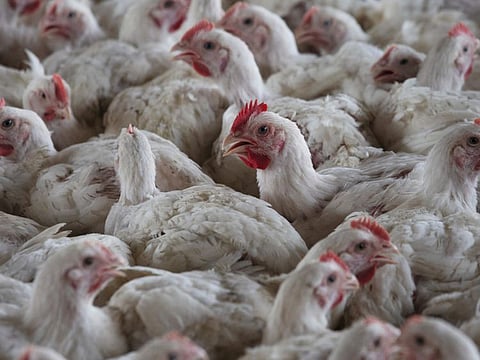 The Philippines’ import ban will also prevent traders from bringing in Belgian and French poultry products including poultry meat, day-old chicks, hatching eggs, and poultry semen into the Philippines, the Department of Agriculture said.