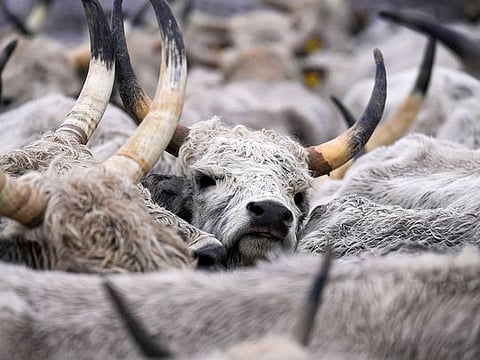 Photos: Nearly 200 cows and horses stuck on a Serbian river island in cold weather are being rescued