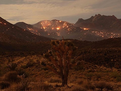(FILES) A Joshua Tree is seen as the York fire burns in the distance in the Mojave National Preserve on July 30, 2023. The year of 2023 was the hottest on record, with the increase in Earth's surface temperature nearly crossing the critical threshold of 1.5 degrees Celsius, EU climate monitors said on January 9, 2023. Climate change intensified heatwaves, droughts and wildfires across the planet, and pushed the global thermometer 1.48 C above the preindustrial benchmark, the Copernicus Climate Change Service (C3S) reported. 