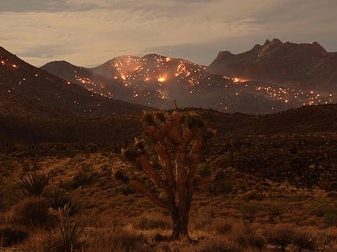 (FILES) A Joshua Tree is seen as the York fire burns in the distance in the Mojave National Preserve on July 30, 2023. The year of 2023 was the hottest on record, with the increase in Earth's surface temperature nearly crossing the critical threshold of 1.5 degrees Celsius, EU climate monitors said on January 9, 2023. Climate change intensified heatwaves, droughts and wildfires across the planet, and pushed the global thermometer 1.48 C above the preindustrial benchmark, the Copernicus Climate Change Service (C3S) reported. 