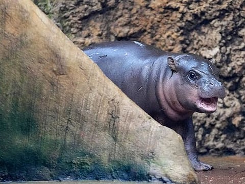 A rare male pygmy hippo born in a Czech zoo debuts his first photoshoot