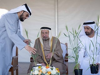 Sharjah’s organic wheat farm in the desert enters second year, boosts food security