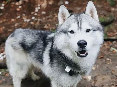 Hero husky saves US neighbourhood from gas explosion