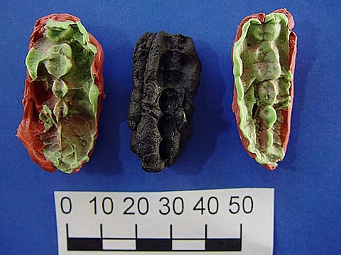 This undated handout picture released on January 23, 2024 by Stockholm University shows two casts and an original prehistoric chewing gum discovered in the Huseby Klev, Western Coast of Sweden. 