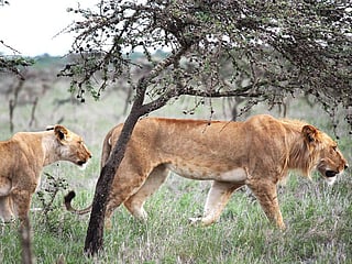 A zookeeper was killed in a lion attack in Thailand. Picture for illustrative purposes.