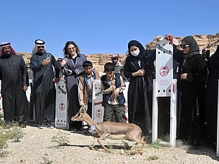 Saudi National Center for Wildlife releases endangered species in Ibex Protected Area near Riyadh 