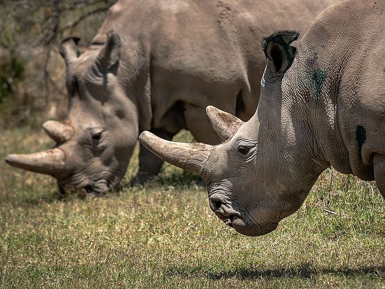 Kenya_Rhino_IVF_Pregnancy_37692--c2b8d-(Read-Only)