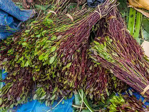 Khat is a stimulant drug that is chewed for euphoric effects. This picture is for illustrative purposes.