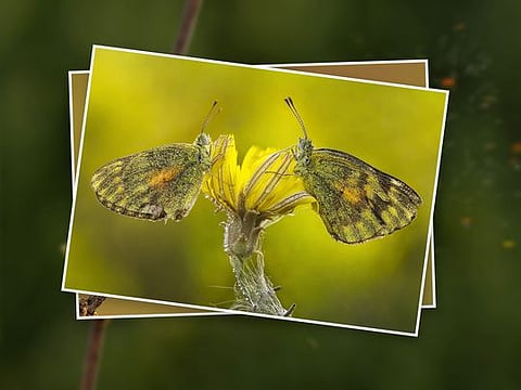 Explore the UAE's unseen beauty in stunning macro close-ups