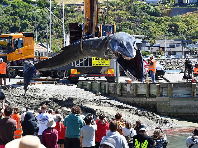 20240129 whale 