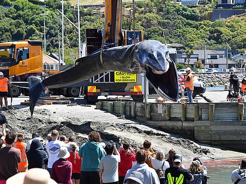 Rescuers retrieve the carcass of a stranded fin whale in Christchurch.