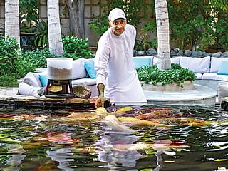 Watch: How Dubai doctor turned passionate Koi fishkeeper with collection worth Dh2 million