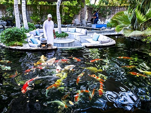 Dr. Haider Al Yousuf with his choice collection of Koi fish at his residence in Dubai. 