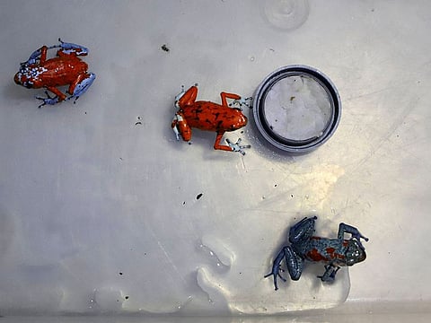 Poisonous frogs that were going to be trafficked to Brazil and that were seized by the Colombian Police are seen inside a plastic box, at the El Dorado International Airport in Bogota, Colombia.
