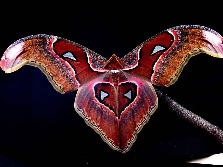 Insects_Artificial_Lights_83128--984b7-(Read-Only)