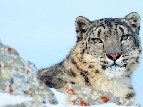 Snow leopards have spotted white-greyish fur that keeps them well insulated in cold weather — it can be 5cm long on their back and sides and almost 12cm long on their belly. 
