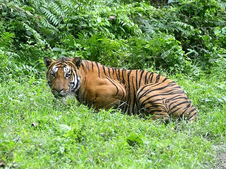A Bengal Tiger